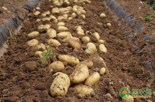 土豆种植技术 土豆种植技术与管理方法