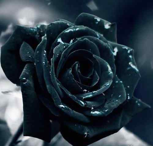 黑玫瑰花 黑玫瑰图片欣赏 黑玫瑰花语大全