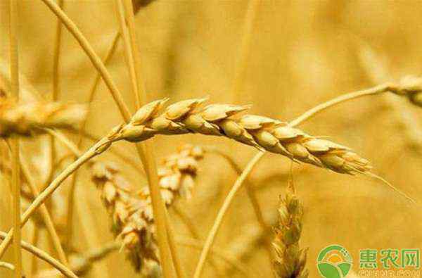今年麦子的价格多少 今日最新小麦价格多少钱一斤？2020下半年小麦价格走势将如何？