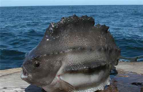 海参斑鱼最好吃的做法 海参斑鱼多少钱一斤 海参斑鱼好不好