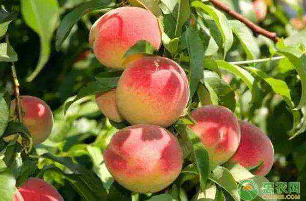 桃子属于什么种类的水果 桃子属于什么种类的水果？有哪些功效与作用？
