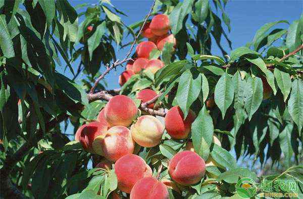 桃子属于什么种类的水果 桃子属于什么种类的水果？有哪些功效与作用？