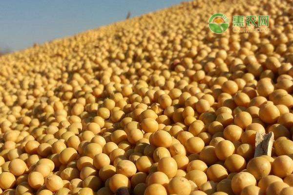 黑龙江大豆最新价格表 2020年今日黑龙江大豆价格行情