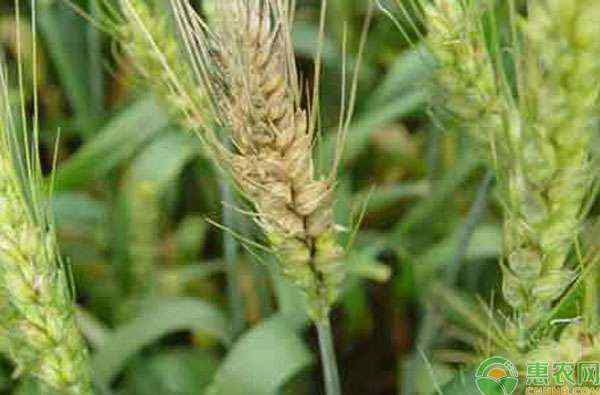 小麦条锈病 小麦条锈病、赤霉病发生该如何防治？