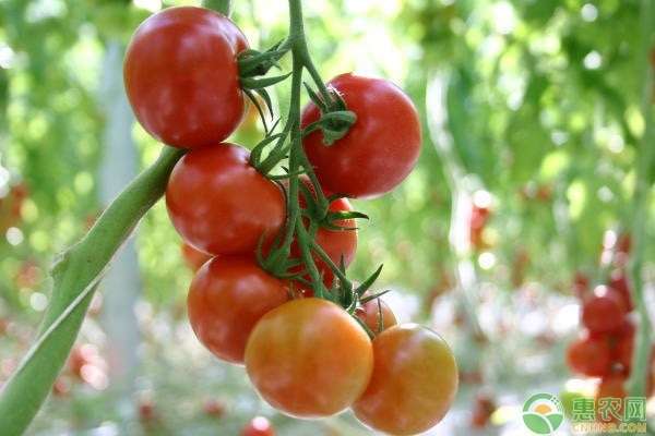 西红柿怎么种 西红柿怎么种植？