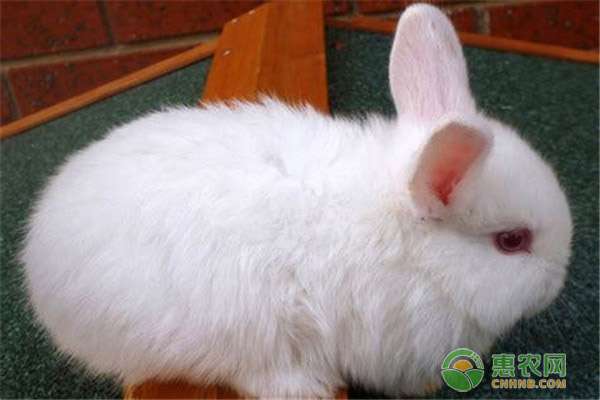 荷兰侏儒兔 荷兰侏儒兔养殖的合理密度是多少？如何挑选？