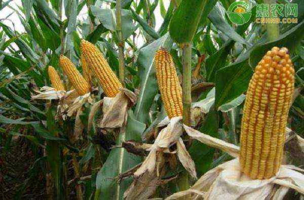 河南玉米价格 河南今天的玉米价格是怎样？附玉米最新行情走势