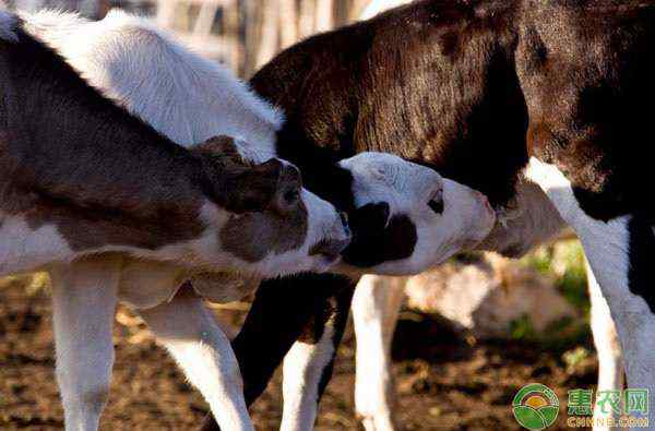 牛奶的密度是多少 奶牛养殖的合理密度是多少？