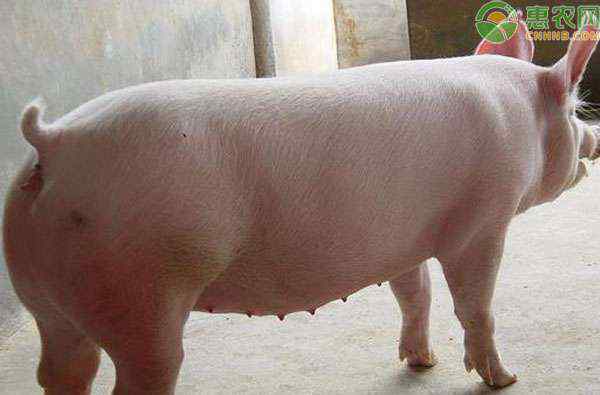 大约克夏猪 大约克夏猪养殖方法是什么？