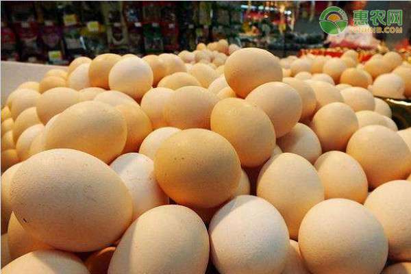 山东今日鸡蛋价格 今日鸡蛋价格最新行情如何？