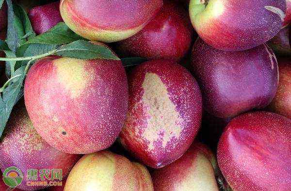 桃子几月份成熟 血桃几月份成熟上市？血桃为什么受欢迎？