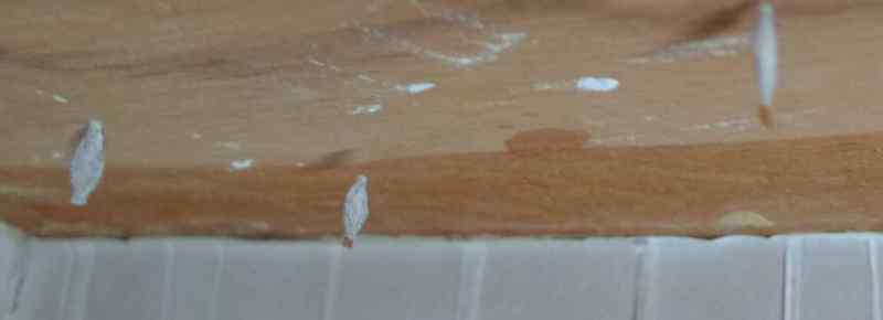 家里有白蚁的迹象图片 家里为什么会有白蚁