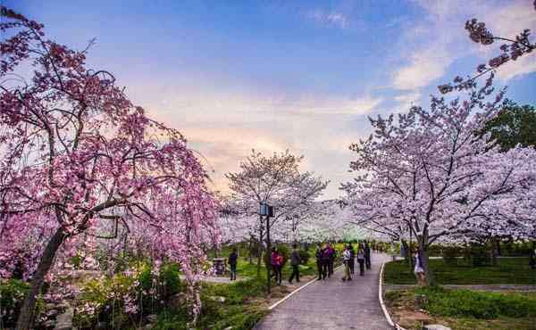 武大樱花几月开 2020年武大樱花节什么时候开花（开始时间+结束时间）