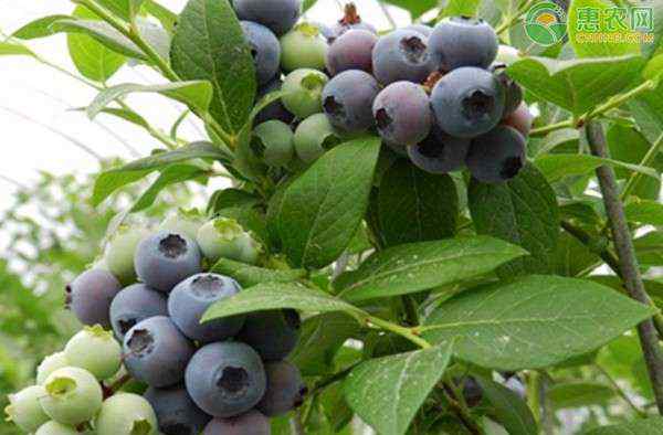 蓝浆果 蓝浆果的种植技术有哪些？
