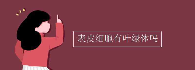 表皮细胞 表皮细胞有叶绿体吗