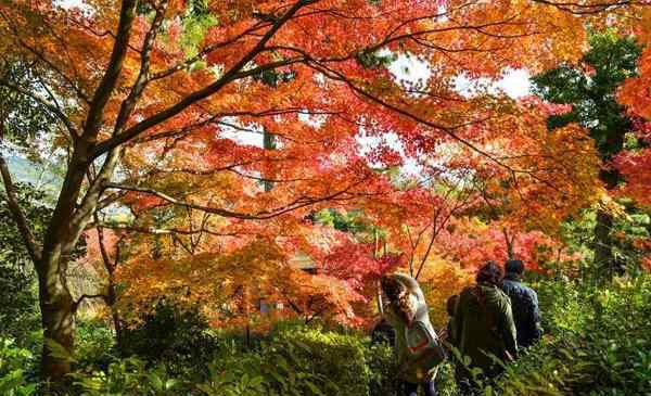 青天河红叶节 2019焦作青天河红叶节时间+门票优惠政策