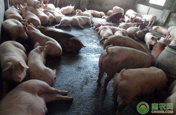 种母猪怎么与种公猪配 种母猪怎么与种公猪配？