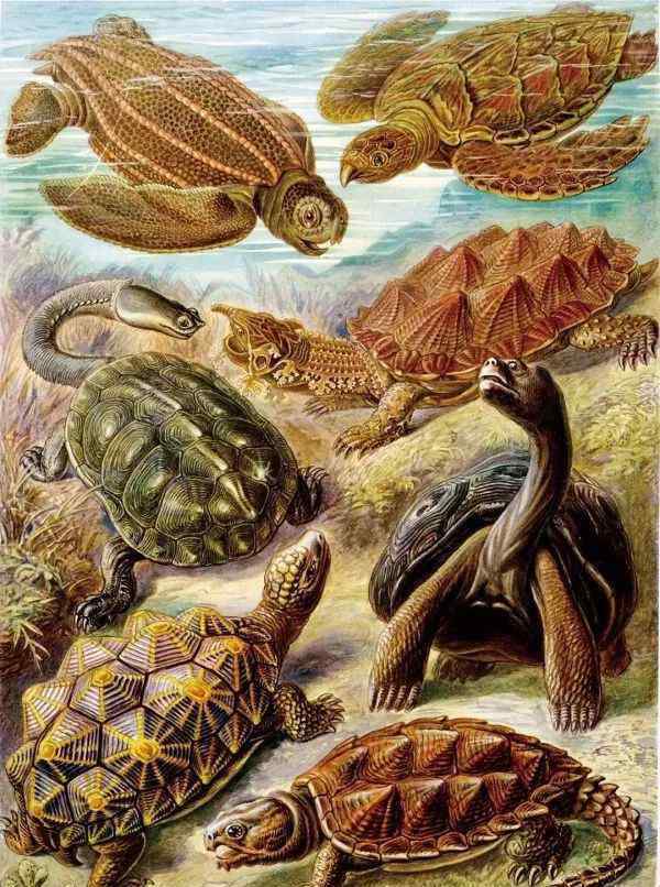 红色海龟 不是每一只海龟，都能游向海洋