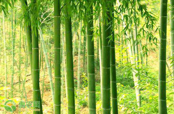 竹子的用途 竹子的用途有哪些？