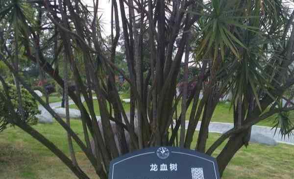 东莞植物园好玩吗 东莞植物园景点介绍 东莞植物园有什么好玩的