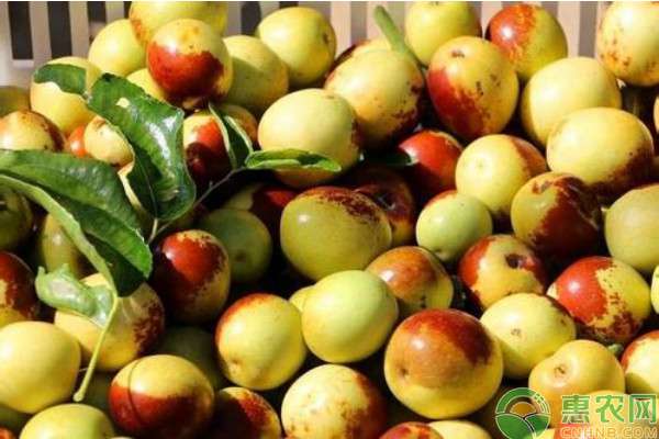 枣树种植 枣树种植有哪些常见问题？