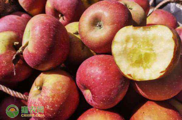 苹果什么季节成熟 苹果什么季节成熟？
