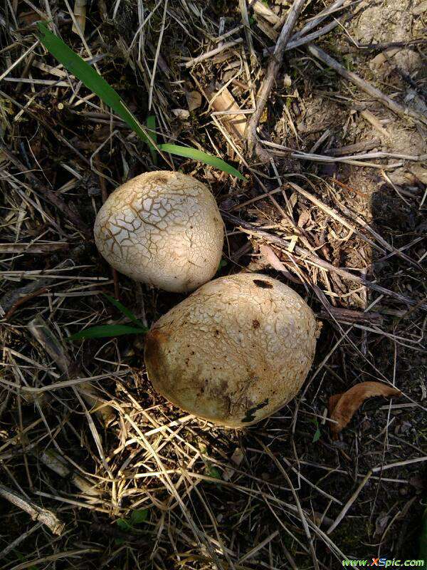 蘑菇像什么 这种外貌像土豆的是什么蘑菇?