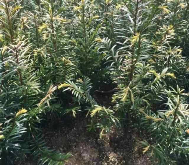 红豆杉的养殖方法 红豆杉苗的种植方法及养护管理