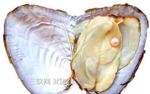 河蚌为什么没人吃 河蚌的内脏怎么处理哪些部位不能吃