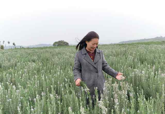 迷迭香庄园 河南洛阳：女农民种8000亩迷迭香，圆了田园梦，带动乡亲脱贫致富