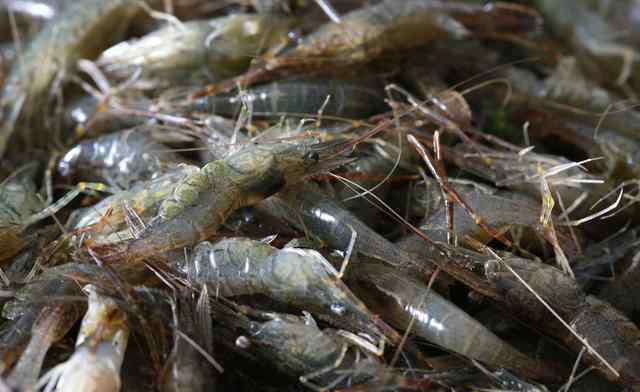 河虾养殖 河虾什么季节养殖好呢？怎么养殖河虾？河虾养殖实操技术