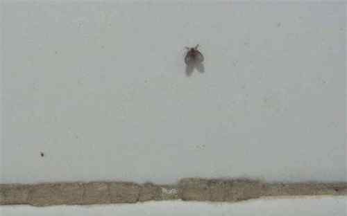 卫生间有黑色蠕动虫子 卫生间瓷砖缝里小黑虫怎么处理