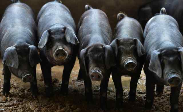黑猪养殖 黑猪养殖技术及注意事项
