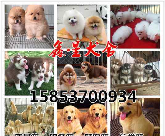 金毛多少钱一只 红金毛犬多少钱一只