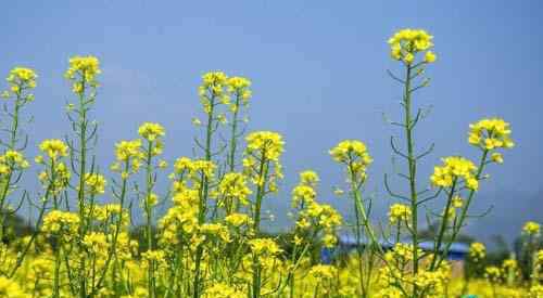 油菜花花期 2018济南看油菜花攻略（门票及花期+地址+交通）