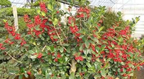 红果冬青 红果冬青树简介及种植方法