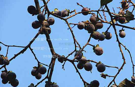 黑枣树 黑枣树种植技术，黑枣如何种植？