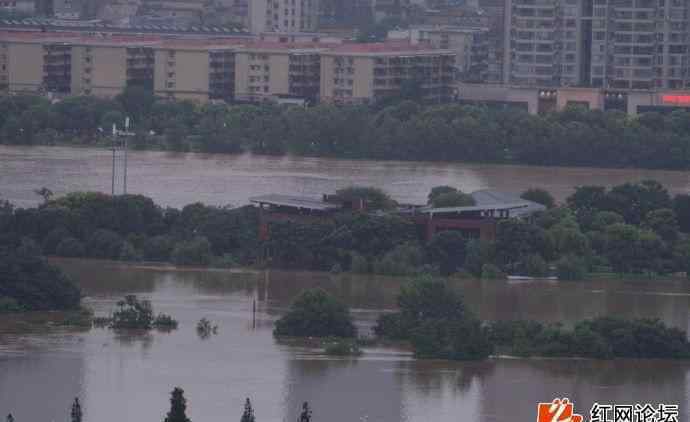 湖南暴雨现猪坚强新闻 湖南暴雨现猪坚强一夜爆火 "二师兄"趴石头上躲洪水"稳如泰山"