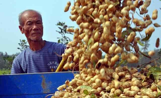 花生什么时候种植最好 花生什么时候种植？花生什么时候适宜收获？有没有判断依据？