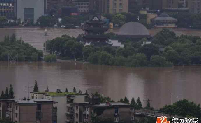 湖南暴雨现猪坚强 湖南暴雨现猪坚强一夜爆火 "二师兄"趴石头上躲洪水"稳如泰山"