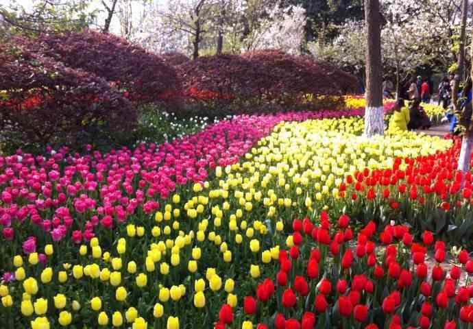 杭州市花 2019杭州赏花时间表