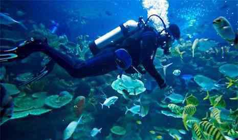 富国海底世界好玩吗 富国海底世界和太平洋海底世界哪个好玩