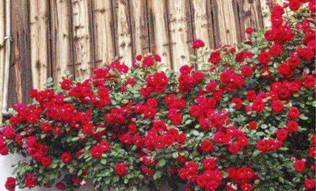 什么花最香最持久 花期最长，香味最浓的红木香，也是最好养殖的花卉