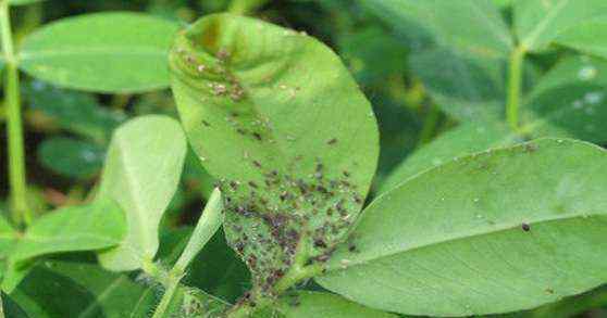 蚜虫怎么治 花生蚜虫怎样防治？