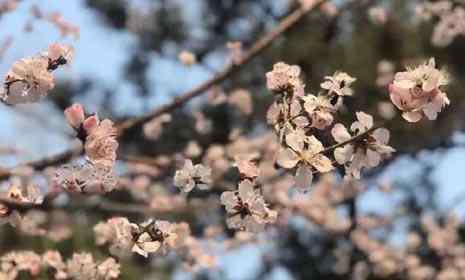 清明节北京哪里好玩 2019清明节北京哪里比较好玩