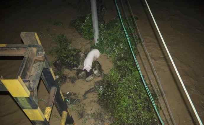 湖南暴雨现猪坚强 湖南暴雨现猪坚强一夜爆火 "二师兄"趴石头上躲洪水"稳如泰山"