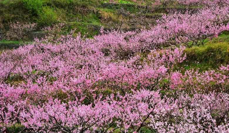 杭州市花 2019杭州赏花时间表