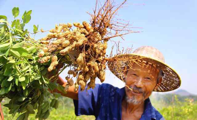 花生什么时候种植最好 花生什么时候种植？花生什么时候适宜收获？有没有判断依据？