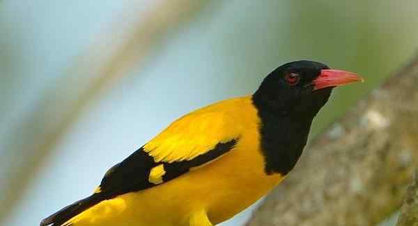 黄鹂鸟吃什么 黄鹂鸟也能人工饲养吗？黄鹂鸟吃什么食物？黄鹂鸟养殖日常管理