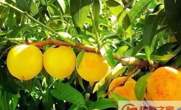 菠萝什么时候成熟 黄桃什么时候成熟（几月） 黄桃是什么季节的水果